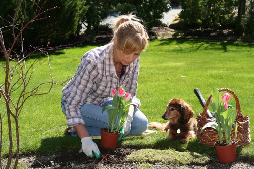 Final review of tree surgery terms and conditions
