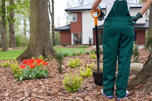 Local tree care specialists in Battersea maintaining healthy trees